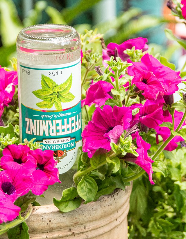 Das Bild zeigt einen Blumenkübel, in dem verkehrt herum eine Pfeffi Flasche steckt 