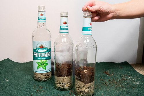 Das Bild zeigt die mit Erde und Sand gefüllten Pfeffi Flaschen, in die eine Hand ein Samenkorn wirft