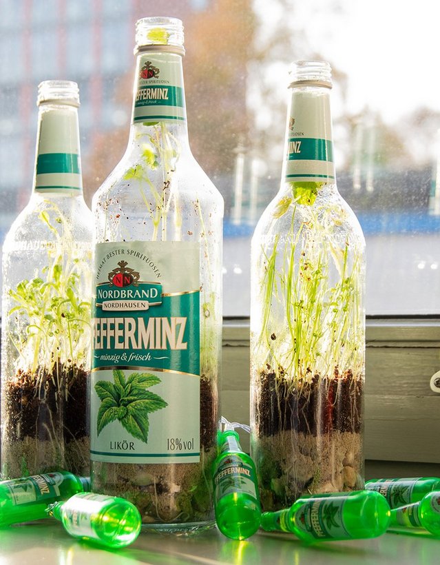 DIY: Pfeffi Flaschengarten Man sieht Pfeffi Flaschen auf der Fensterbank, der untere Teil ist mit erde und Sand gefüllt, daraus wachsen mehrere Pflanzen aus dem Flaschenhals